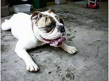 Spike the Bulldog is laying out on a concrete surface and there is wet spots all around him from him getting a drink.