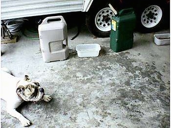 Spike the Bulldog is laying outside on a concrete floor. There is a trailer in the background and 2 plastic water containers in front of it. In between the containers are a water pan and a food pan. The floor is all wet from Spike drinking.