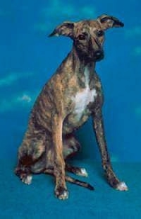 A brindle with white Whippet dog is sitting on a blue carpet and there is a blue background with a sky on it. The dog has a long skinny snout, long front legs and ears that stick out to the sides.