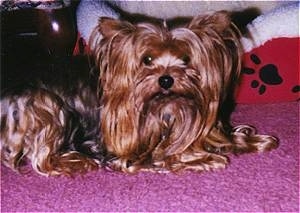 The right side of a thick, long coated, black and brown Yorkshire Terrier dog laying across a pink carpet. There is a red with white dog bed behind it. It has a black nose and round wide eyes.