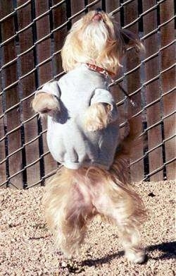 Lindsey the Yorkie is standing up balancing on her hind legs in a grey sweater