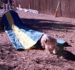 Lindsey the Yorkshire Terrier is coming out of the tunnel on an agility course