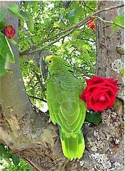 The back of a yellow crowned amazon Parrot that is standing in a tree and next to it is a red rose flower.