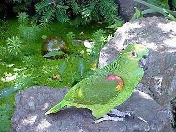 A green with yello and red Yellow crowned Amazon Parrot is standing on a rock looking forward.