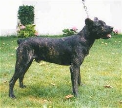 Cao de fila de Sao Miguel is standing in a yard in front of a wall while on a leash with flowers behind him