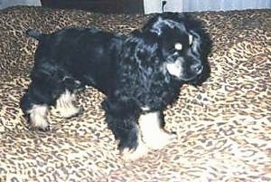 The right side of a black and tan American Cocker Spaniel Puppy that is standing on a leopard print bed