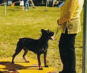 Cao de fila de Sao Miguel is standing outside in a field and looking up to a lady in a yellow shirt