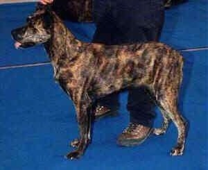 Right Profile - Cao de fila de Sao Miguel is standing on a blue pad next to a person