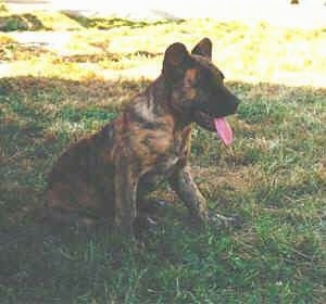 Cao de fila de Sao Miguel is sitting outside in a field under tree shade with its mouth open and tongue out