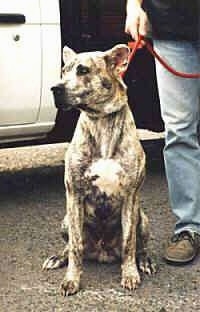 Cao de fila de Sao Miguel is sitting in front of a truck next to a person holding a leash