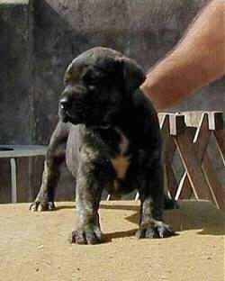 Close Up - Cao de fila de Sao Miguel Puppy that is standing on a wooden table at a construction site