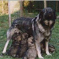 A Karst Shepherd is standing in grass nursing a litter of puppies that are all under her legs.