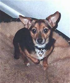 A perk-eared, black with brown and white Chihuahua mix is sitting on a dog bed looking up with its left paw in the air. Its ears are very large for the size of the dog.