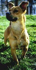 Front view - A tan with white Miniature Chinese Hound is standing in grass and looking up and to the left.