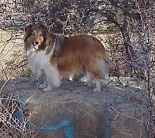 The left side of a brown with white and black Shetland Sheepdog is standing on a large bolder sized rock looking forward, its mouth is open and it looks like it is smiling. The dog has a long thick coat.