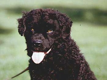 Close up head and upper body shot - A black Wetterhoun dog sitting in a field, it is looking forward, its mouth is open and its tongue is out.