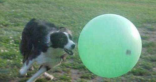 Shadow the Border Collie is running after a large green ball that is larger than he is.