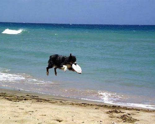 Baron the Australian Shepherd is in mid-air catching a frisbee