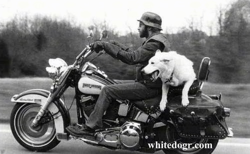 A White Shepherd is riding on the back of a moving motorcycle