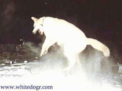 A White Shepherd is jumping in the snow and its mouth is open