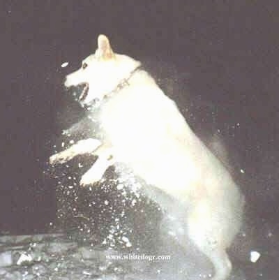 A White Shepherd is beginning to jump in the snow and there is snow flying all around it from the jump
