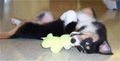 A tri-color Australian Shepherd puppy playfully laying on its back on tile with a plush toy in its mouth.