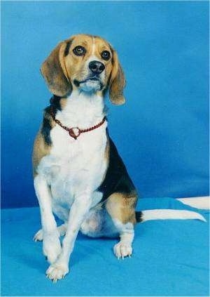 Kurgan the Beagle Harrier sitting in front of a blue backdrop