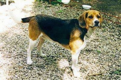 Kurgan the Beagle Harrier standing on gravel pondside