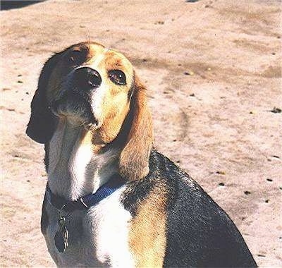 Kurgan the Beagle Harrier sitting outside. Looking up at a something