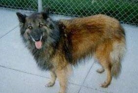 Brooke the Belgian Tervuren with its tongue out standing on a sidewalk with a chain link fence behind her