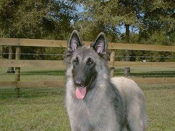 Comet the Belgian Tervuren standing in front of a wooden fence with its mouth open and tongue out