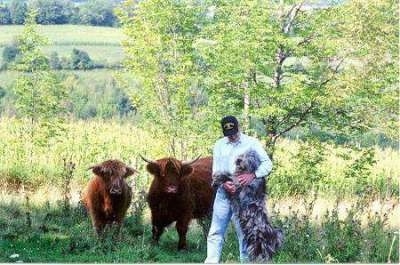 Bergamasco standing up in the arms of a person next to two cattle