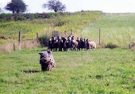 A Bergamasco dog running away from a herd of sheep