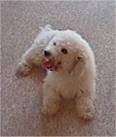 Bichon Frise laying on a carpet looking to the right with its mouth open