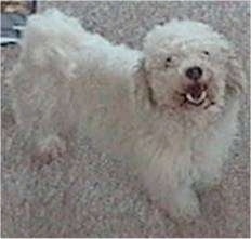 Bichon Frise standing on a carpet looking up with its mouth open