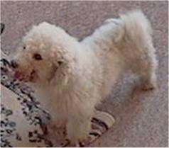 Bichon Frise standing on part of a rug and the carpet with its mouth open