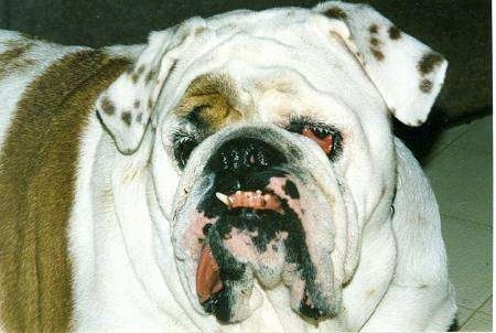 Close Up - Babyface the English Bulldog looking at the camera holder with droopy eyes, an underbite and her tongue hanging out