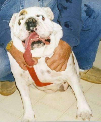 An English Bulldog with a very large, long tongue hanging out to the left side of her mouth sitting on a tiled floor with a person behind her