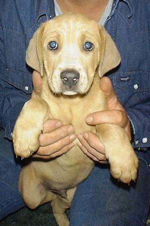Close Up - Fred the Blue Lacy as a puppy being held in the air by a person