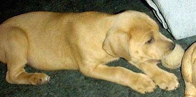 Close Up - Fred the red Lacy as a Puppy with a tennis ball in its mouth