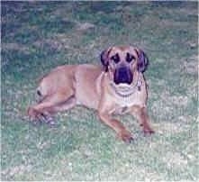 Maximillion the Boerboel laying outside looking at the Camera Holder