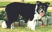 Left Profile - Cody the Border Collie looking at the camera holder with its mouth open and tongue out