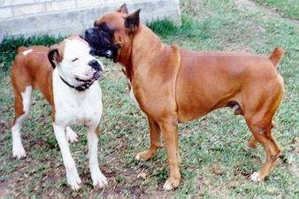 Boss the Boxer licking Abbie the Boxers ear outside