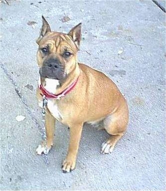 Topdown view of a the front left side of a tan with white and black Bullboxer Pit that is sitting outside on concrete and it is looking up.