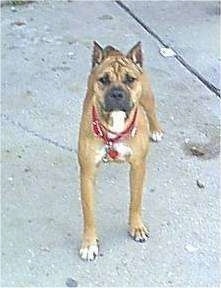 A tan with white and black Bullboxer Pit that is standing outside on concrete and it is looking forward.