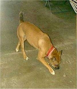 The front right side of a tan with white and black Bullboxer Pit that is sniffing around outside.