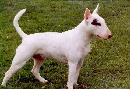 How do you breed English bull terriers?