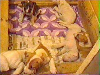 A litter of six Bull Terrier puppies in a whelping box
