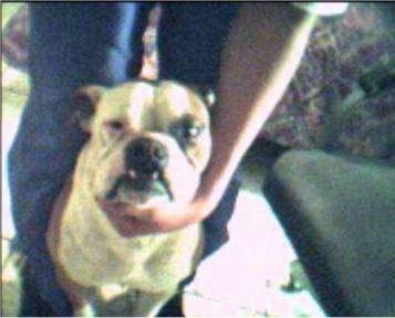 Spunky the Bullboxer sitting in front of a person who is petting under his chin