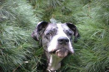 A large black with white dog is standing with its head poking out from behind three evergreen trees
